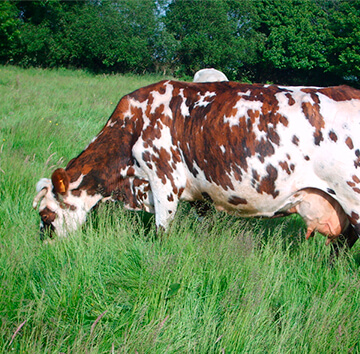 Bretagne Viande Bio, Une Filière De Qualité.